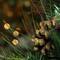 30" Mixed Pine with Pinecones & Gold Glitter Artificial Wreath